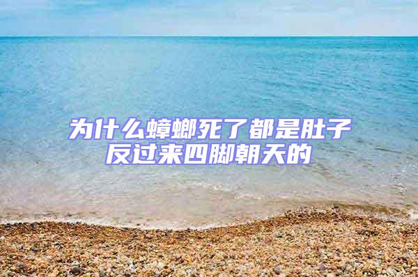 為什么蟑螂死了都是肚子反過來四腳朝天的