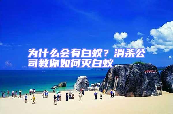 為什么會有白蟻？消殺公司教你如何滅白蟻