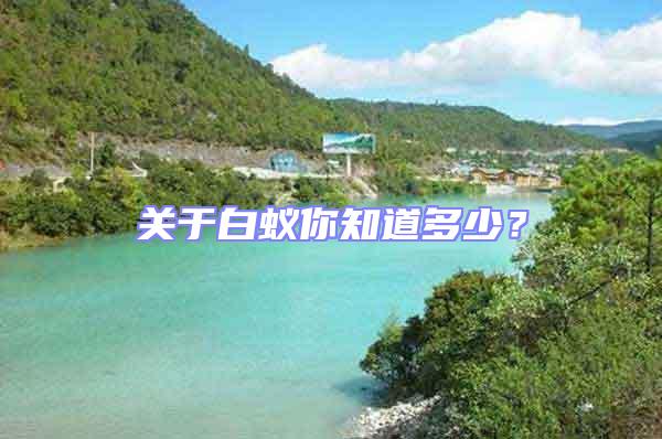關于白蟻你知道多少？