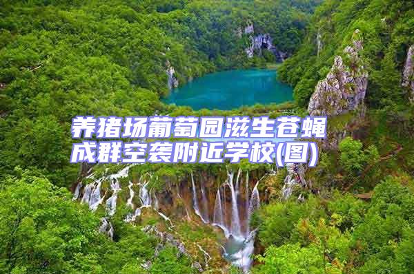 養(yǎng)豬場(chǎng)葡萄園滋生蒼蠅 成群空襲附近學(xué)校(圖)