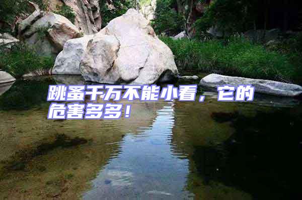 跳蚤千萬不能小看，它的危害多多！