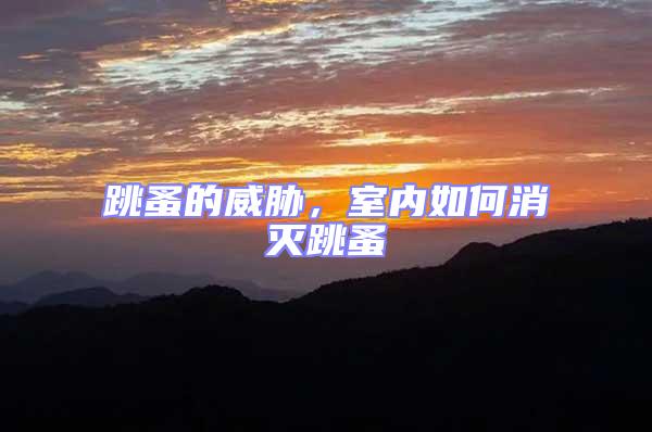 跳蚤的威脅，室內如何消滅跳蚤