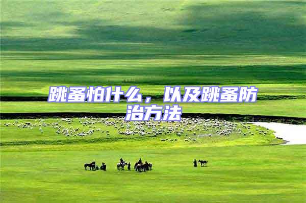 跳蚤怕什么，以及跳蚤防治方法