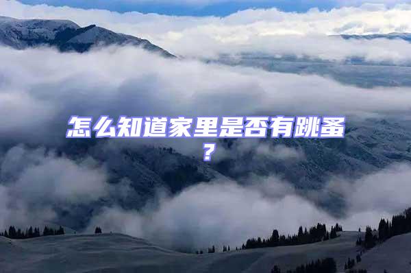 怎么知道家里是否有跳蚤？