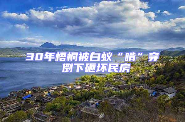 30年梧桐被白蟻“啃”穿 倒下砸壞民房