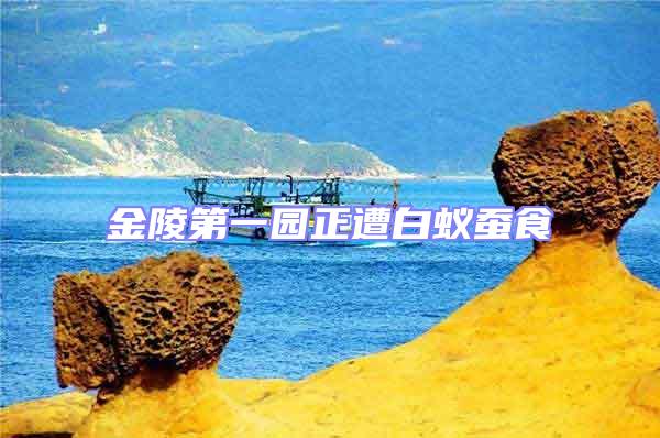 金陵第一園正遭白蟻蠶食
