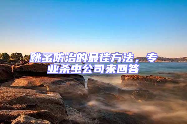 跳蚤防治的最佳方法，專業殺蟲公司來回答