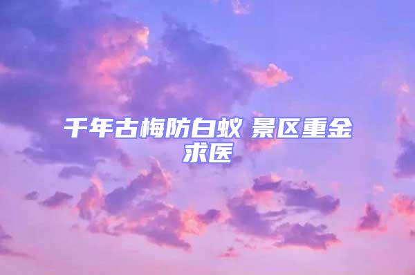 千年古梅防白蟻　景區重金求醫