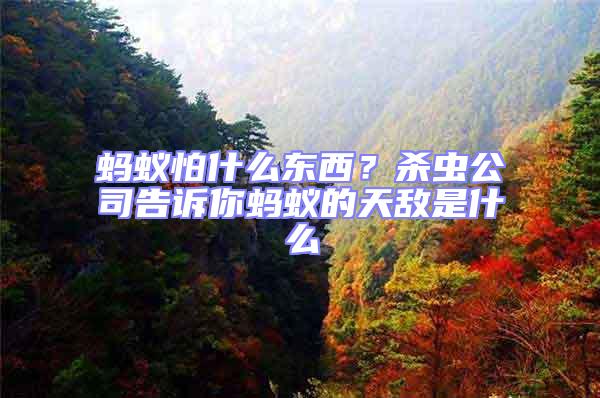 螞蟻怕什么東西？殺蟲公司告訴你螞蟻的天敵是什么