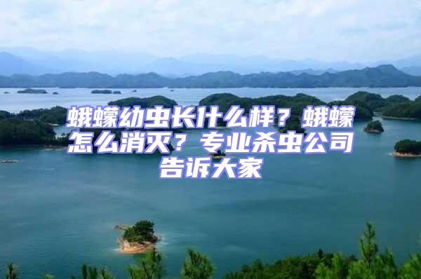 蛾蠓幼蟲長什么樣？蛾蠓怎么消滅？專業殺蟲公司告訴大家