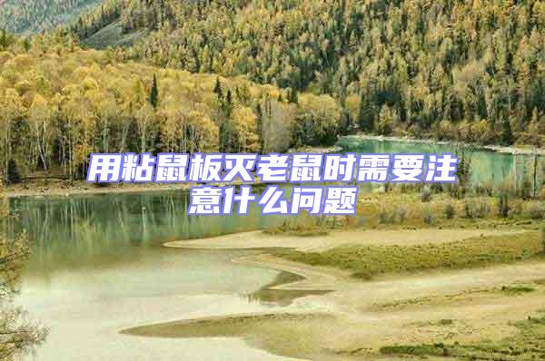 用粘鼠板滅老鼠時(shí)需要注意什么問(wèn)題