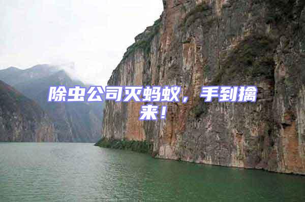 除蟲公司滅螞蟻，手到擒來！
