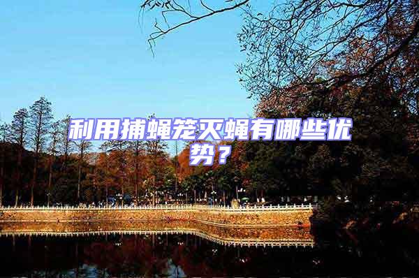 利用捕蠅籠滅蠅有哪些優勢？