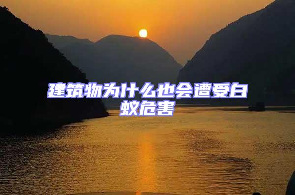建筑物為什么也會遭受白蟻危害
