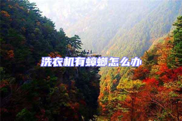 洗衣機有蟑螂怎么辦
