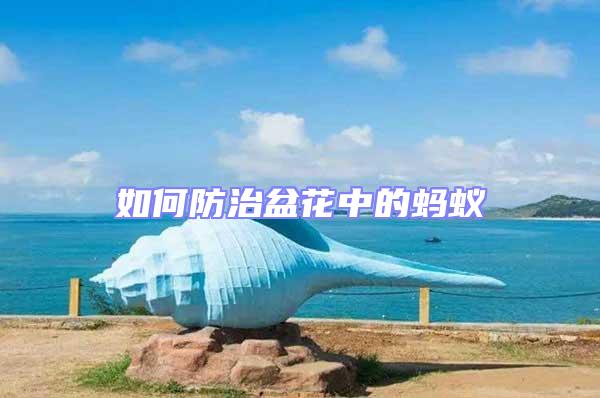 如何防治盆花中的螞蟻