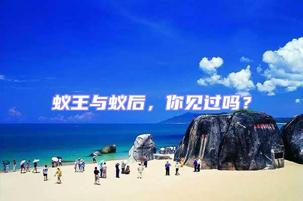 蟻王與蟻后，你見過嗎？