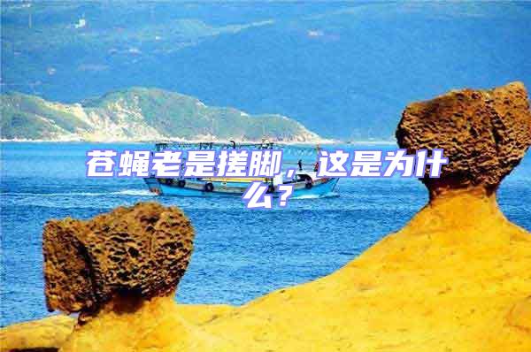 蒼蠅老是搓腳，這是為什么？