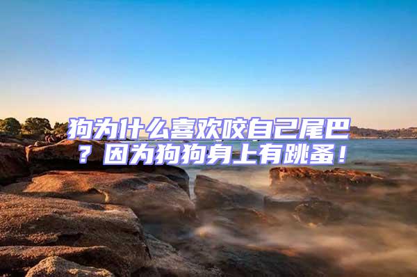狗為什么喜歡咬自己尾巴？因?yàn)楣饭飞砩嫌刑椋?/></p>
									<p style=