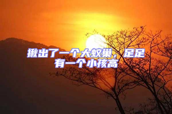 揪出了一個大蟻巢，足足有一個小孩高