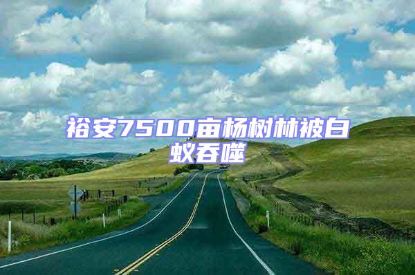 裕安7500畝楊樹林被白蟻吞噬
