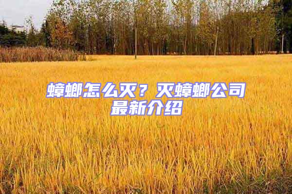 蟑螂怎么滅？滅蟑螂公司最新介紹