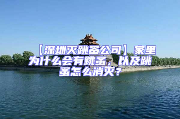 【深圳滅跳蚤公司】家里為什么會有跳蚤，以及跳蚤怎么消滅？