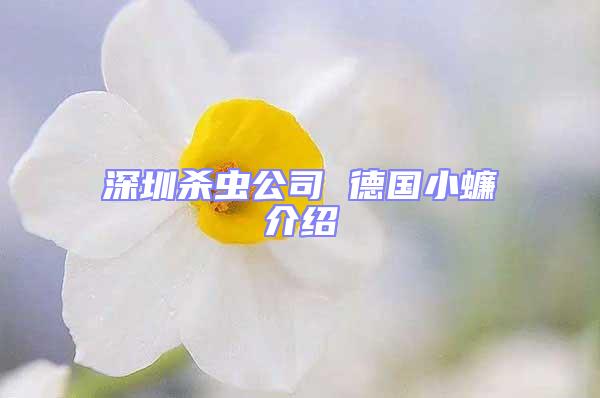 深圳殺蟲公司 德國小蠊介紹