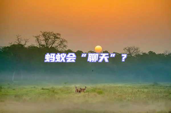 螞蟻會(huì)“聊天”？