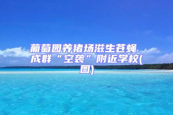 葡萄園養(yǎng)豬場滋生蒼蠅 成群“空襲”附近學校(圖)