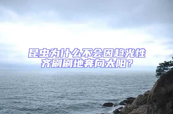 昆蟲為什么不會因趨光性齊刷刷地奔向太陽？