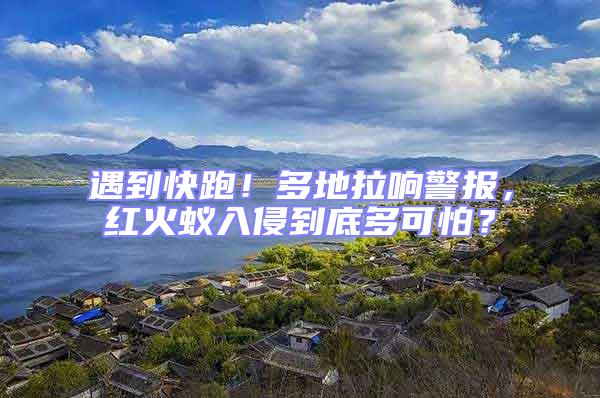 遇到快跑！多地拉響警報，紅火蟻入侵到底多可怕？