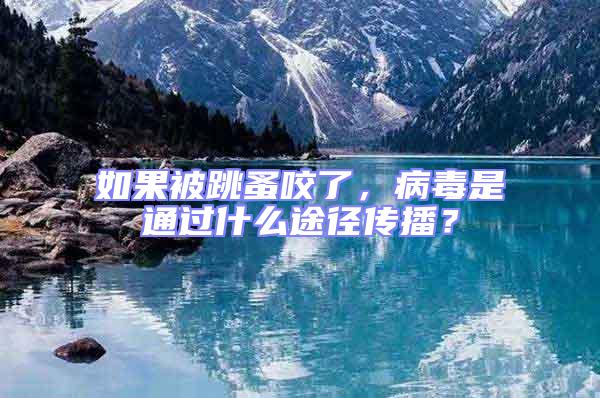 如果被跳蚤咬了，病毒是通過什么途徑傳播？