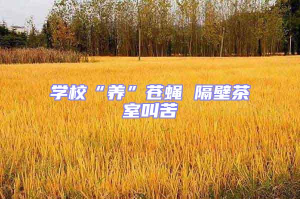 學校“養”蒼蠅 隔壁茶室叫苦