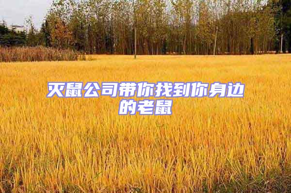 滅鼠公司帶你找到你身邊的老鼠