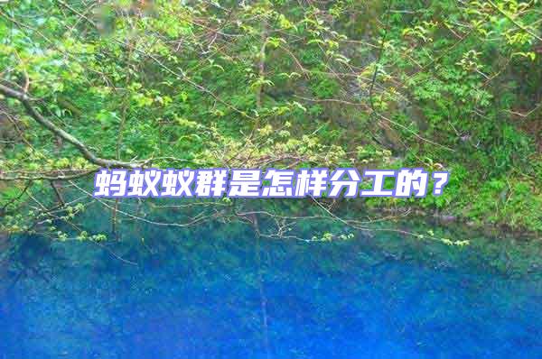 螞蟻蟻群是怎樣分工的？
