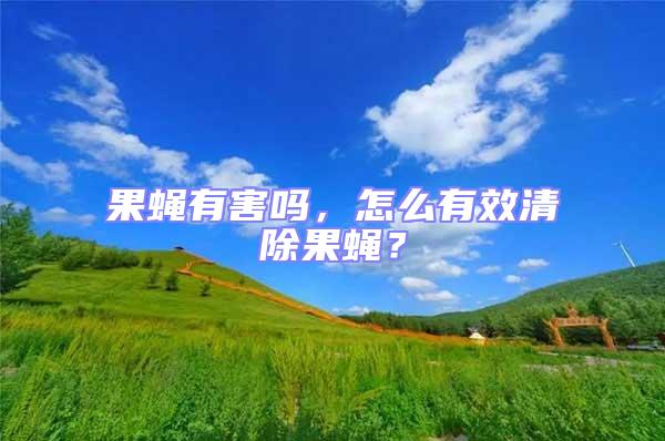 果蠅有害嗎，怎么有效清除果蠅？