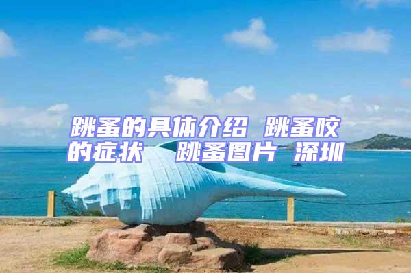 跳蚤的具體介紹 跳蚤咬的癥狀  跳蚤圖片 深圳