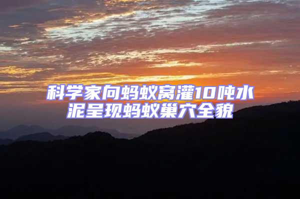 科學(xué)家向螞蟻窩灌10噸水泥呈現(xiàn)螞蟻巢穴全貌