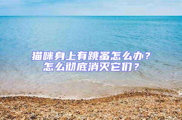 貓咪身上有跳蚤怎么辦？怎么徹底消滅它們？