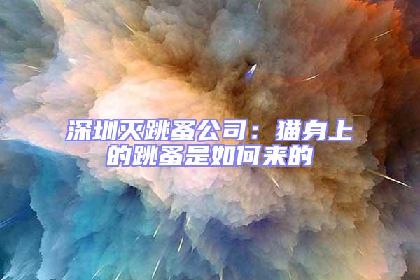 深圳滅跳蚤公司：貓身上的跳蚤是如何來的