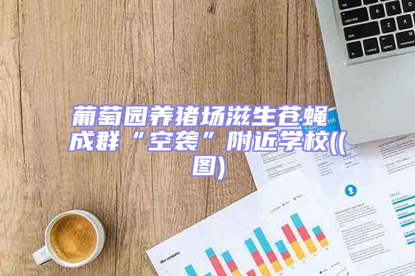 葡萄園養豬場滋生蒼蠅 成群“空襲”附近學校((圖)