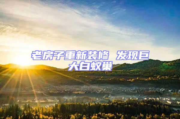 老房子重新裝修 發(fā)現(xiàn)巨大白蟻巢