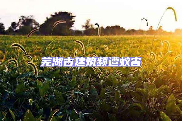 蕪湖古建筑頻遭蟻害