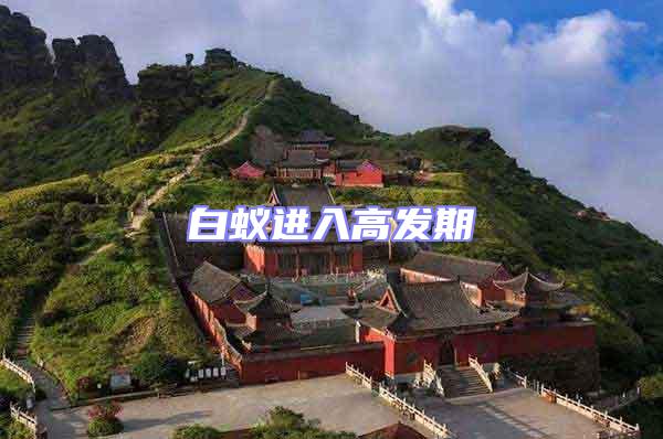 白蟻進入高發期