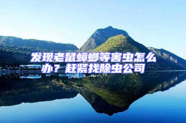 發現老鼠蟑螂等害蟲怎么辦？趕緊找除蟲公司