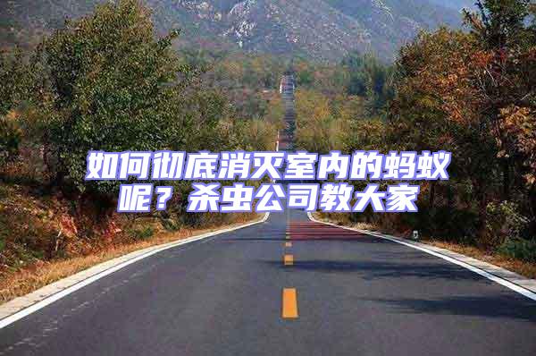 如何徹底消滅室內的螞蟻呢？殺蟲公司教大家