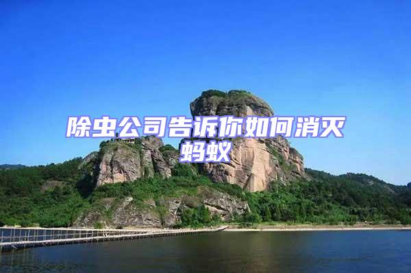 除蟲公司告訴你如何消滅螞蟻