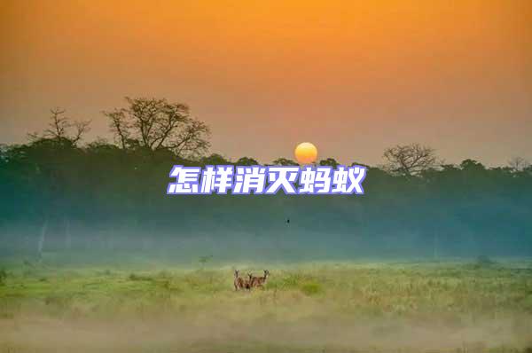 怎樣消滅螞蟻