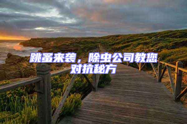 跳蚤來襲，除蟲公司教您對抗秘方